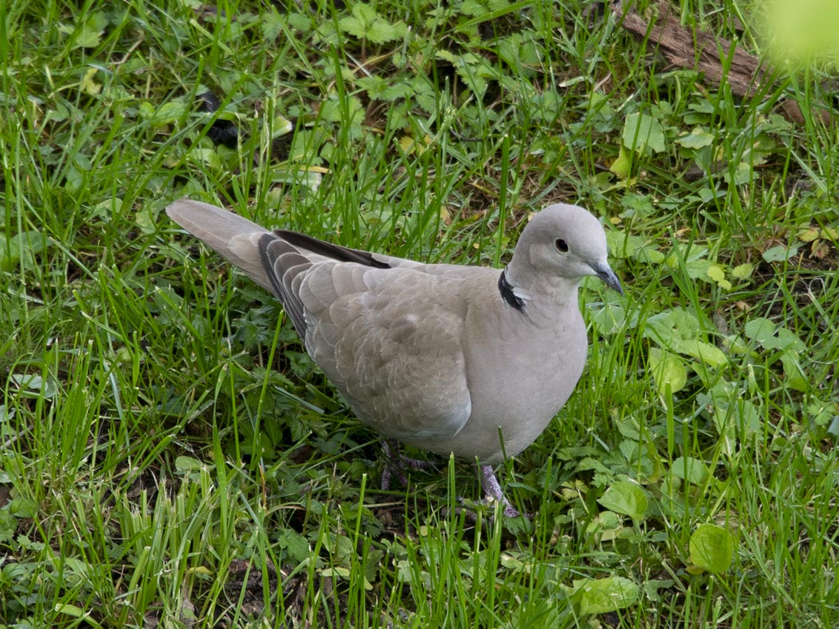 Taube groß